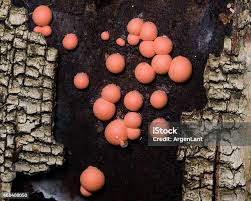 Attēlu rezultāti vaicājumam “Lycogala epidendrum s.str. macro”