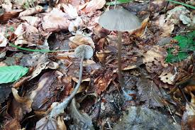 Attēlu rezultāti vaicājumam “Mycena abramsii”