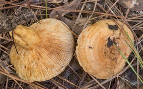 Attēlu rezultāti vaicājumam “Lactarius repraesentaneus”