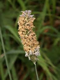 Attēlu rezultāti vaicājumam “Alopecurus pratensis flower”