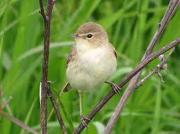 Image result for Hippolais caligata