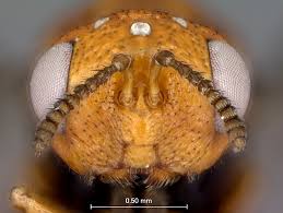 Attēlu rezultāti vaicājumam “Trichia flavicoma macro”