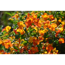 Attēlu rezultāti vaicājumam “Jamesoniella autumnalis”