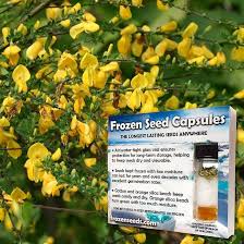 Attēlu rezultāti vaicājumam “Cytisus scoparius fruit”