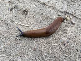 Attēlu rezultāti vaicājumam “Krynickillus melanocephalus”