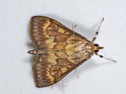 Attēlu rezultāti vaicājumam “Ostrinia nubilalis”