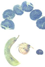 Attēlu rezultāti vaicājumam “Medicago sativa subsp. falcata fruit”