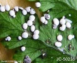 Attēlu rezultāti vaicājumam “Diderma effusum”