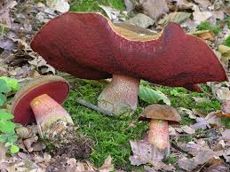 Attēlu rezultāti vaicājumam “Sutorius luridiformis”