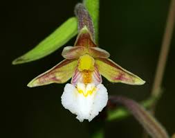 Attēlu rezultāti vaicājumam “Epipactis palustris flower”
