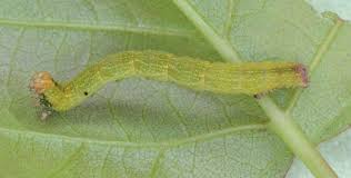 Attēlu rezultāti vaicājumam “Cyclophora albipunctata”
