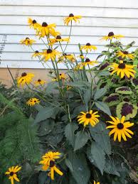 Image result for Rudbeckia fulgida