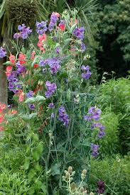 Image result for Lathyrus odoratus
