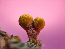 Attēlu rezultāti vaicājumam “Colloderma oculatum macro”