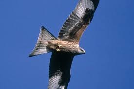 Image result for Kite Ireland