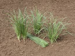 Image result for Schnittknoblauch