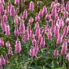 Attēlu rezultāti vaicājumam “Veronica austriaca subsp. teucrium leaf”