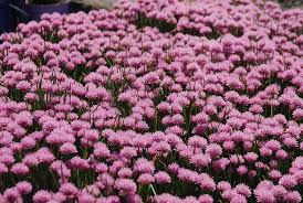 Image result for Allium schoenoprasum
