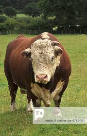 Attēlu rezultāti vaicājumam “Bos primigenius taurus”