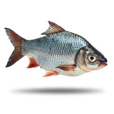 Image result for Aspius aspius