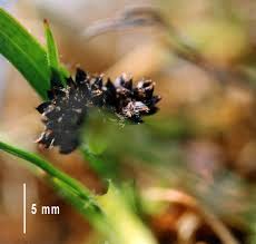 Attēlu rezultāti vaicājumam “Luzula multiflora fruit”