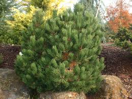 Attēlu rezultāti vaicājumam “Pinus nigra”