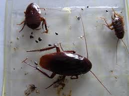 Image result for ゴキブリ報告所