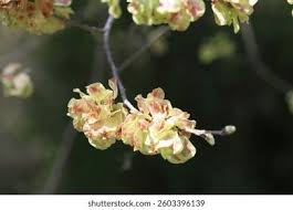 Attēlu rezultāti vaicājumam “Ulmus laevis flower”