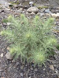 Image result for Ptilostemon afer