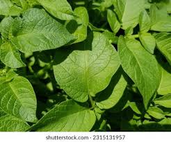 Attēlu rezultāti vaicājumam “Solanum tuberosum leaf”