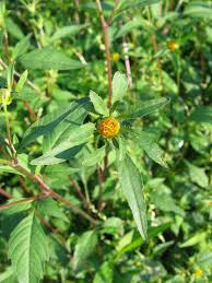 Attēlu rezultāti vaicājumam “Bidens frondosa fruit”