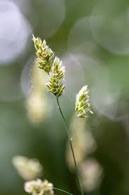 Attēlu rezultāti vaicājumam “Poa trivialis flower”