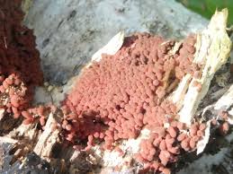 Attēlu rezultāti vaicājumam “Arcyria minuta stalked”