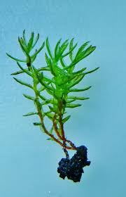 Attēlu rezultāti vaicājumam “Dichodontium pellucidum macro”