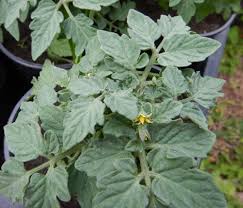 Attēlu rezultāti vaicājumam “Lycopersicon esculentum leaf”