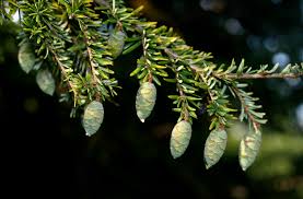Attēlu rezultāti vaicājumam “Tsuga canadensis”