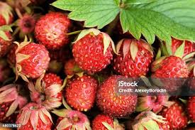 Attēlu rezultāti vaicājumam “Fragaria viridis leaf”