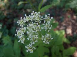 Attēlu rezultāti vaicājumam “Chaerophyllum aromaticum”