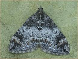 Attēlu rezultāti vaicājumam “Dysstroma truncata”