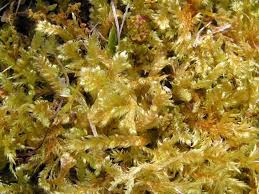 Attēlu rezultāti vaicājumam “Breidleria pratensis”