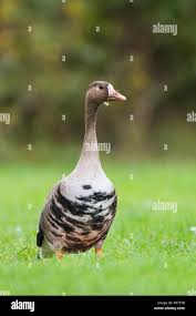 Attēlu rezultāti vaicājumam “Anser albifrons adult”