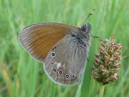 Attēlu rezultāti vaicājumam “Coenonympha glycerion”