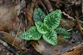 Attēlu rezultāti vaicājumam “Goodyera repens bud”