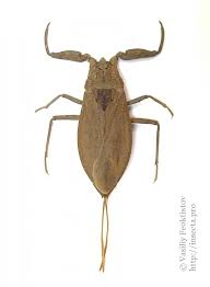 Attēlu rezultāti vaicājumam “Nepa cinerea nymph”