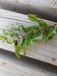 Attēlu rezultāti vaicājumam “Potamogeton perfoliatus leaf”