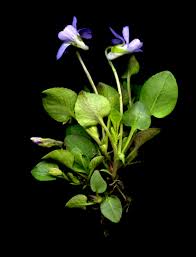 Attēlu rezultāti vaicājumam “Viola rupestris”