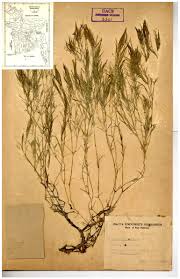 Attēlu rezultāti vaicājumam “Najadaceae”