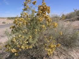 Attēlu rezultāti vaicājumam “Atriplex calotheca flower”