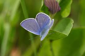 Attēlu rezultāti vaicājumam “Polyommatus icarus”