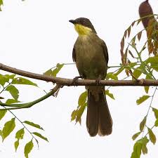 Attēlu rezultāti vaicājumam “Acupalpus flavicollis”